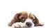Is your dog depressed? Common signs and causes you need to look out for