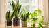 10 tips to care for your snake plant indoors and help it grow healthy and strong