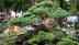 Grow a bonsai garden at home with native Indian trees: The complete beginner's guide