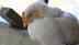 Bird Flu outbreaks surge in India: Know its symptoms, prevention and how it spreads