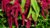 Why Amaranth is a must-have plant for every home gardener and how to grow it