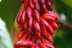 Red Banana Benefits: Boost Your Health, Energy & Sex Life Naturally